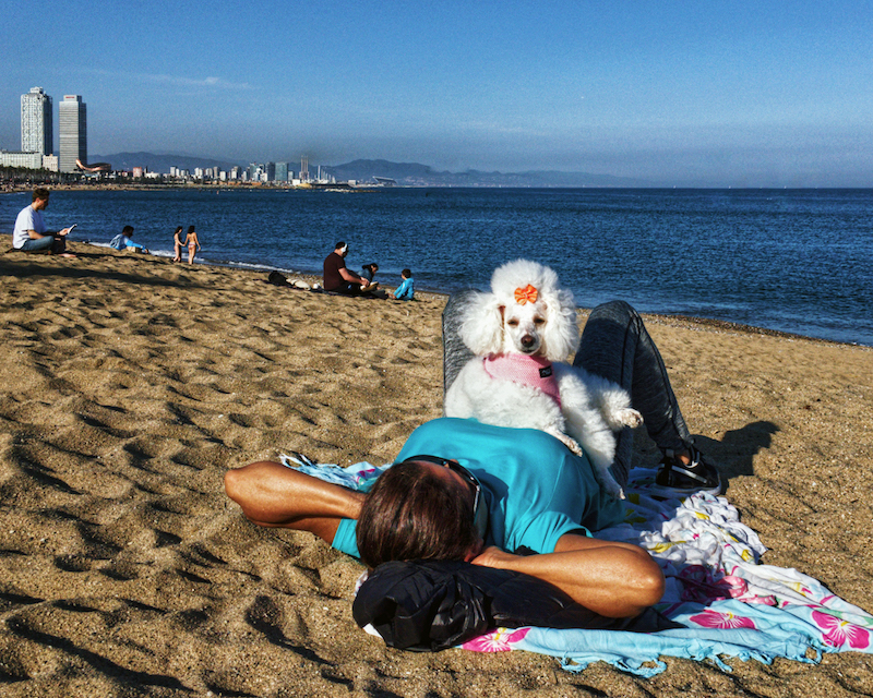 Poodle at the beach 8×10